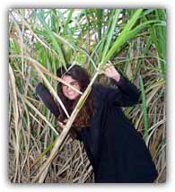 Stephanie frolics through the sugarcane