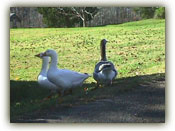 Booker T. used to tend to Geese like these on the plantation.