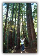 If it weren't for President Roosevelt, these beautiful Redwoods may not be here.