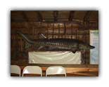 The Sturgeon a Menominee traditional food they can get to be over 200lbs 