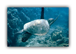 Green sea turtles are threatened by nets and development.